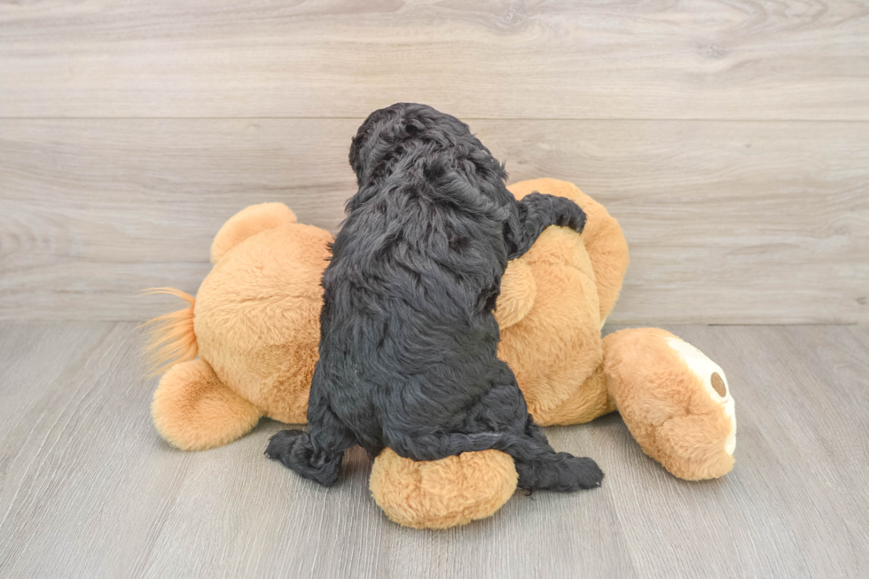 Fluffy Cavapoo Poodle Mix Pup