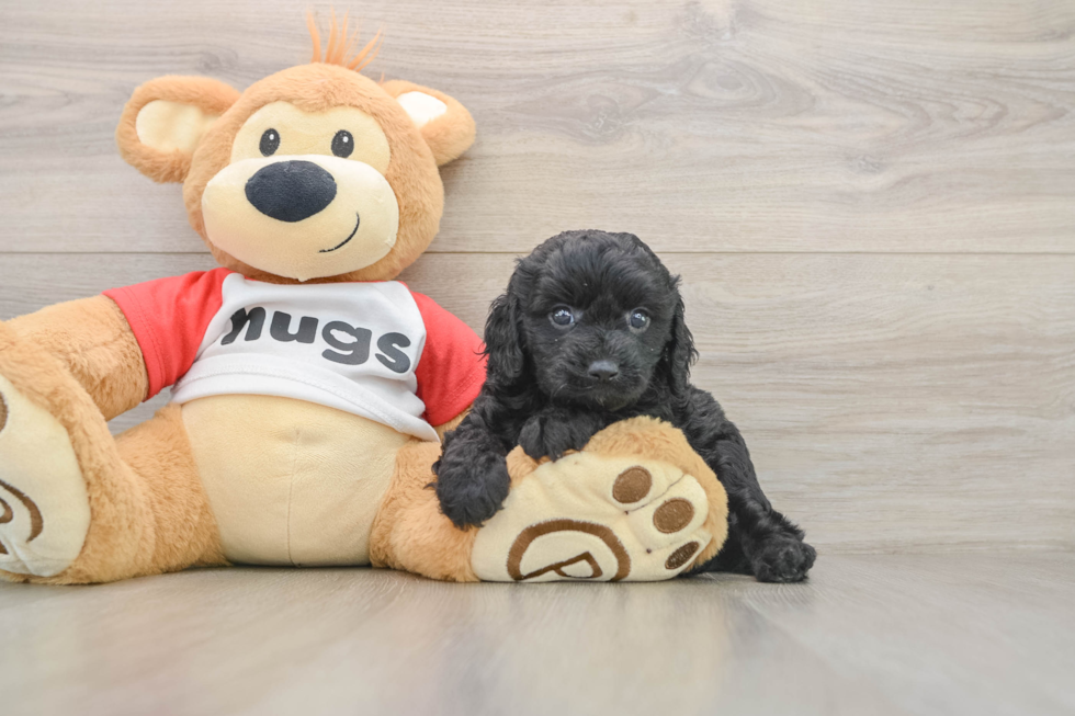Cute Cavapoo Baby