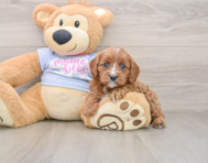7 week old Cavapoo Puppy For Sale - Simply Southern Pups