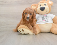 8 week old Cavapoo Puppy For Sale - Simply Southern Pups