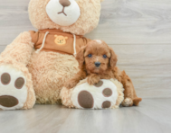 8 week old Cavapoo Puppy For Sale - Simply Southern Pups