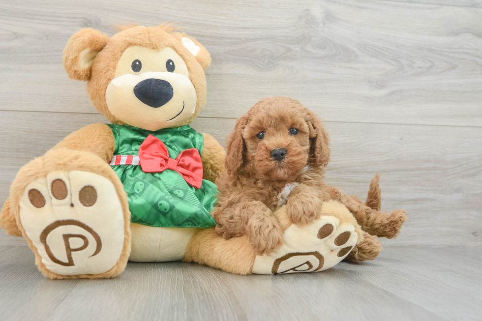 Cavapoo Pup Being Cute