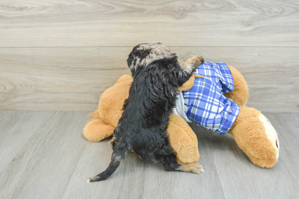 Funny Cavapoo Poodle Mix Pup