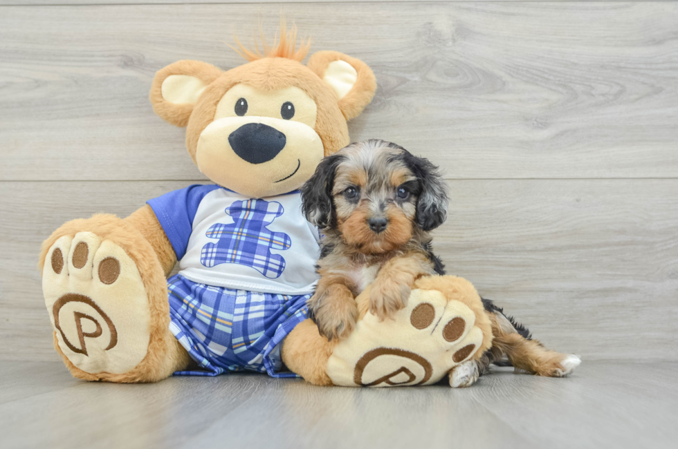 5 week old Cavapoo Puppy For Sale - Simply Southern Pups