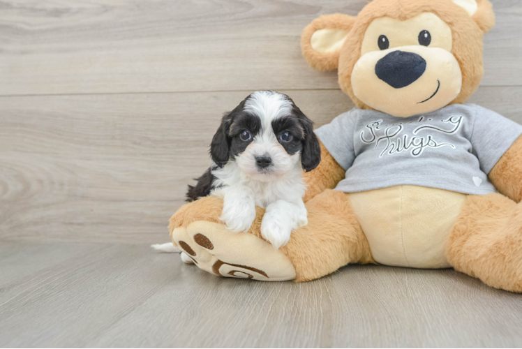 Cavapoo Pup Being Cute