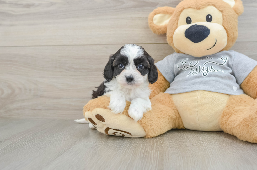 5 week old Cavapoo Puppy For Sale - Simply Southern Pups