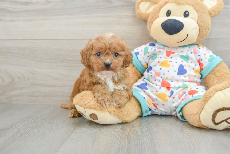 Cavapoo Puppy for Adoption