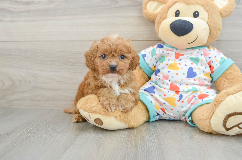 7 week old Cavapoo Puppy For Sale - Simply Southern Pups