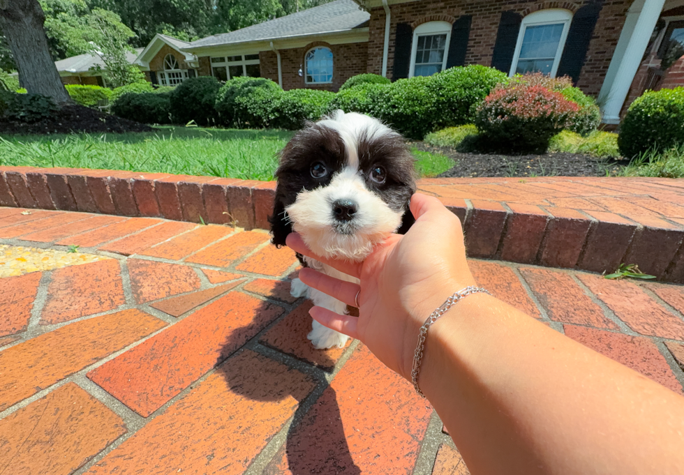 Cute Cavapoo Poodle Mix Pup