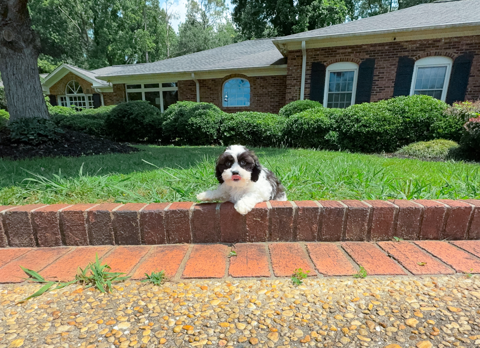 Cavapoo Pup Being Cute
