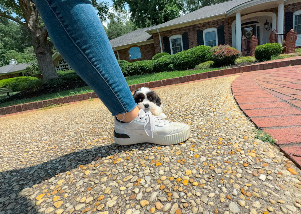 Cute Cavapoo Poodle Mix Pup