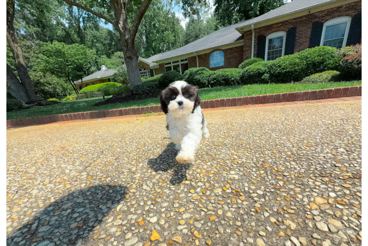 Cavapoo Puppy for Adoption