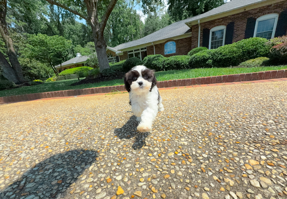 Cavapoo Puppy for Adoption