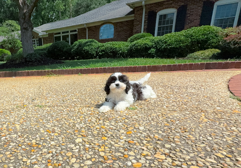Cute Cavapoo Baby