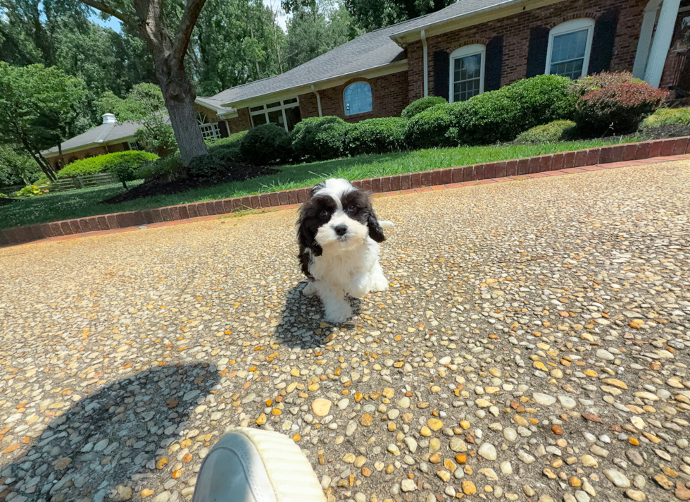 Cute Cavapoo Baby