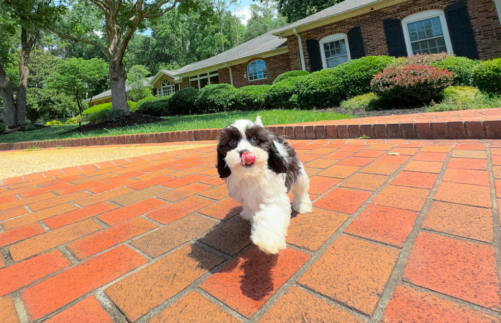 Best Cavapoo Baby