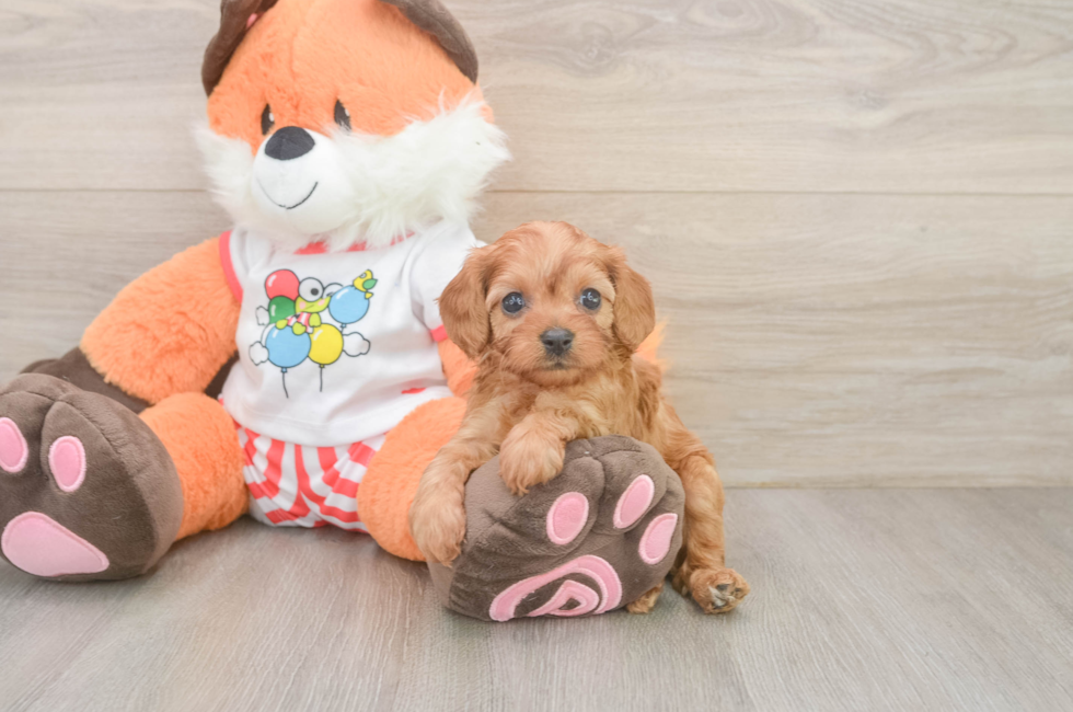6 week old Cavapoo Puppy For Sale - Simply Southern Pups