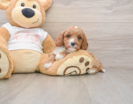 8 week old Cavapoo Puppy For Sale - Simply Southern Pups