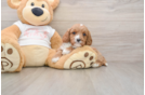 Best Cavapoo Baby