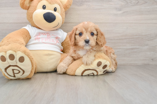 Funny Cavapoo Poodle Mix Pup