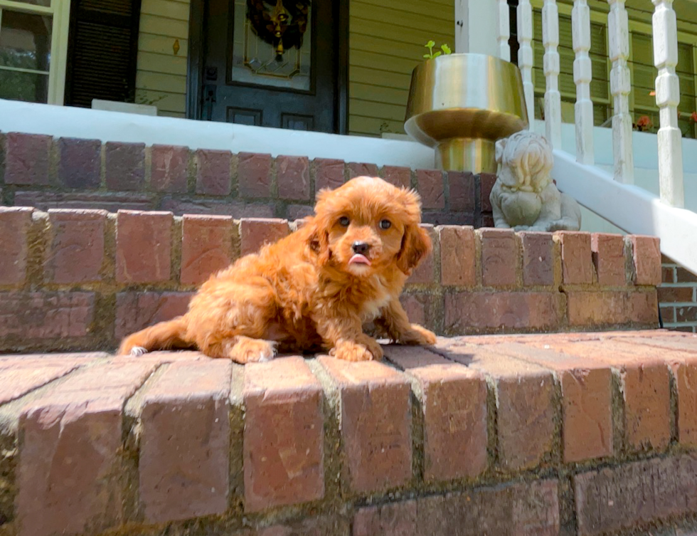 Cute Cavapoo Baby
