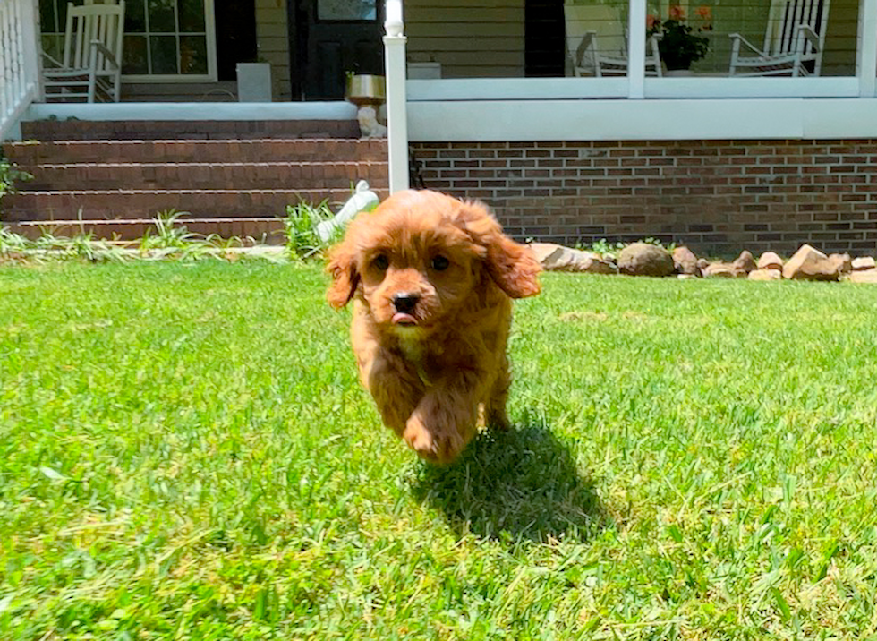 Cute Cavapoo Baby