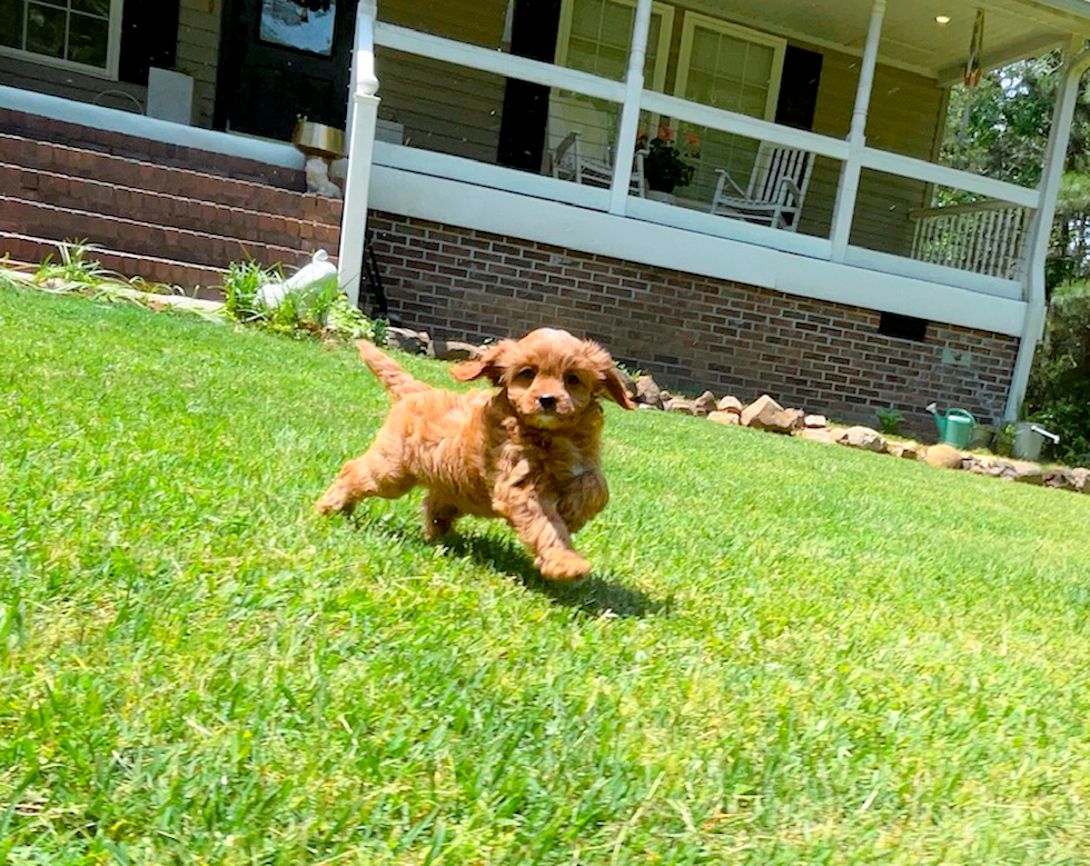 Cute Cavapoodle Poodle Mix Puppy