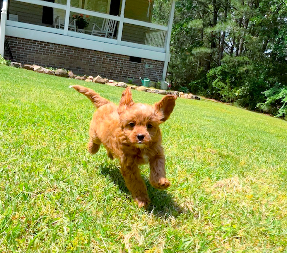 Cavapoo Puppy for Adoption