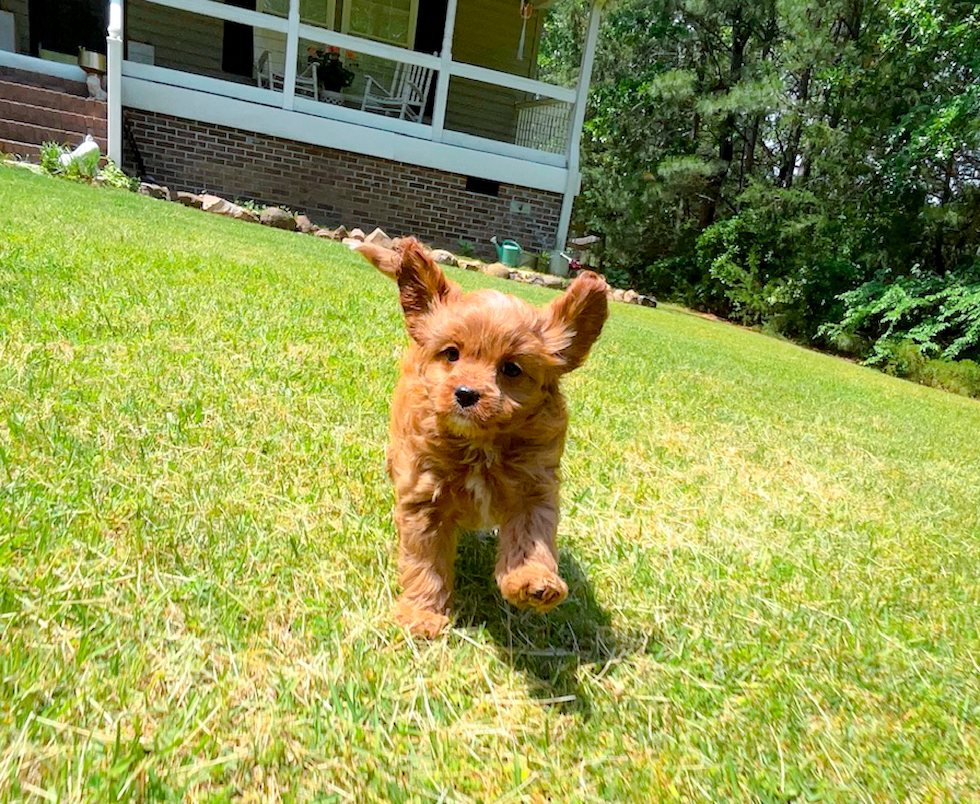 Cute Cavapoo Baby