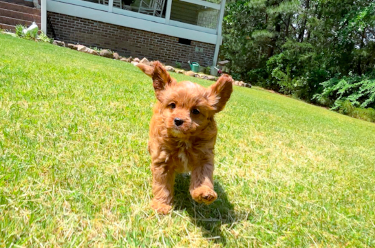 Cute Cavapoo Baby