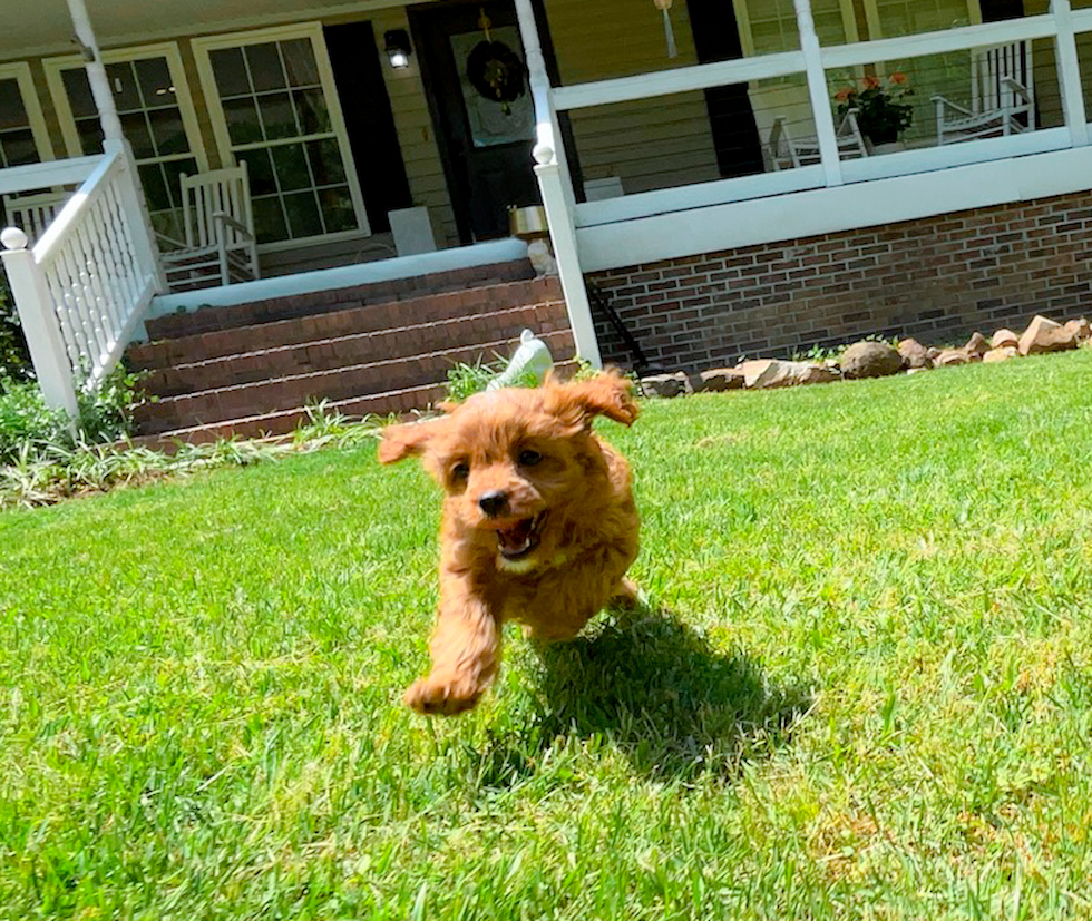 Cute Cavapoodle Poodle Mix Puppy