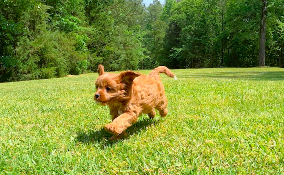 Cute Cavapoo Poodle Mix Pup