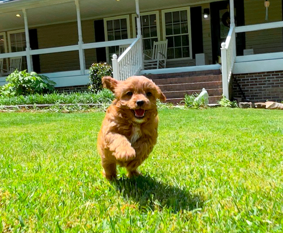 Cute Cavadoodle Poodle Mix Puppy