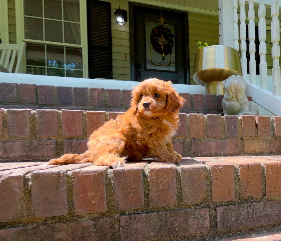 Cavapoo Pup Being Cute