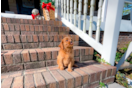 Cute Cavapoo Poodle Mix Pup