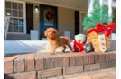 Cute Cavalier King Charles Spaniel and Poodle Mix Poodle Mix Puppy