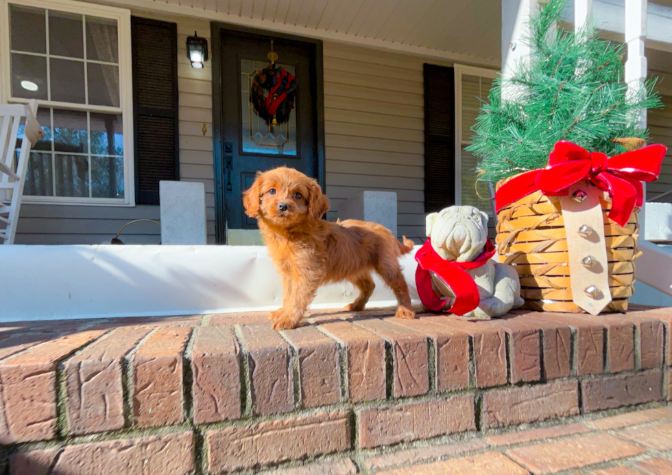 Cute Cavalier King Charles Spaniel and Poodle Mix Poodle Mix Puppy