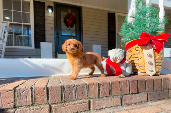 Cute Cavalier King Charles Spaniel and Poodle Mix Poodle Mix Puppy