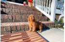 Cavapoo Puppy for Adoption