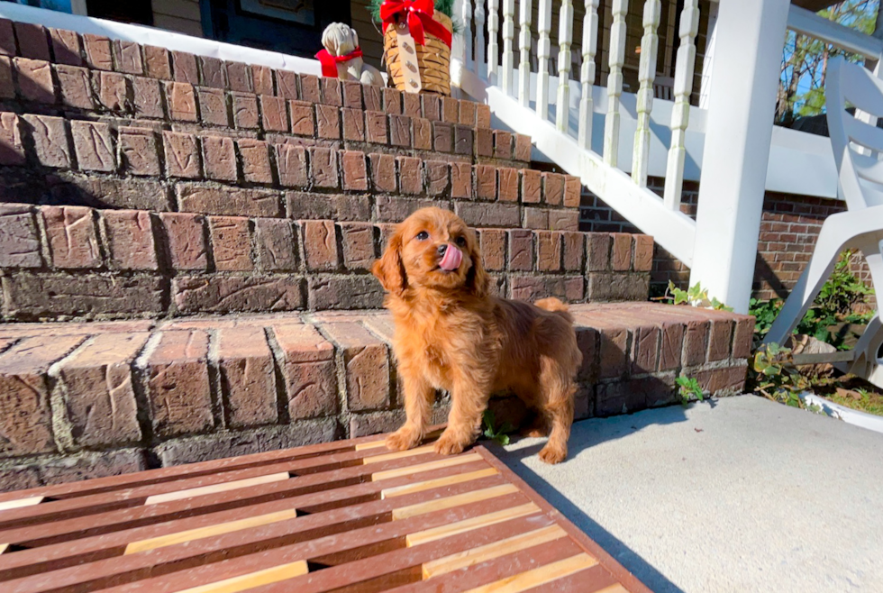 Cavapoo Puppy for Adoption