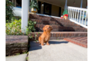 Cavapoo Pup Being Cute