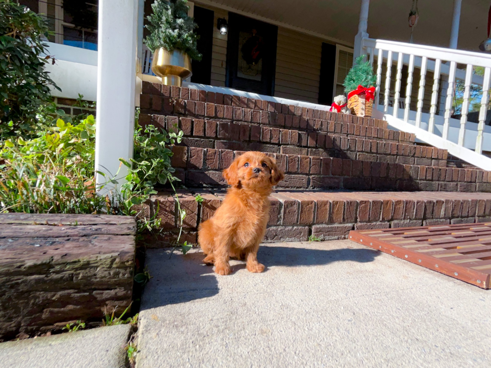 Cavapoo Pup Being Cute