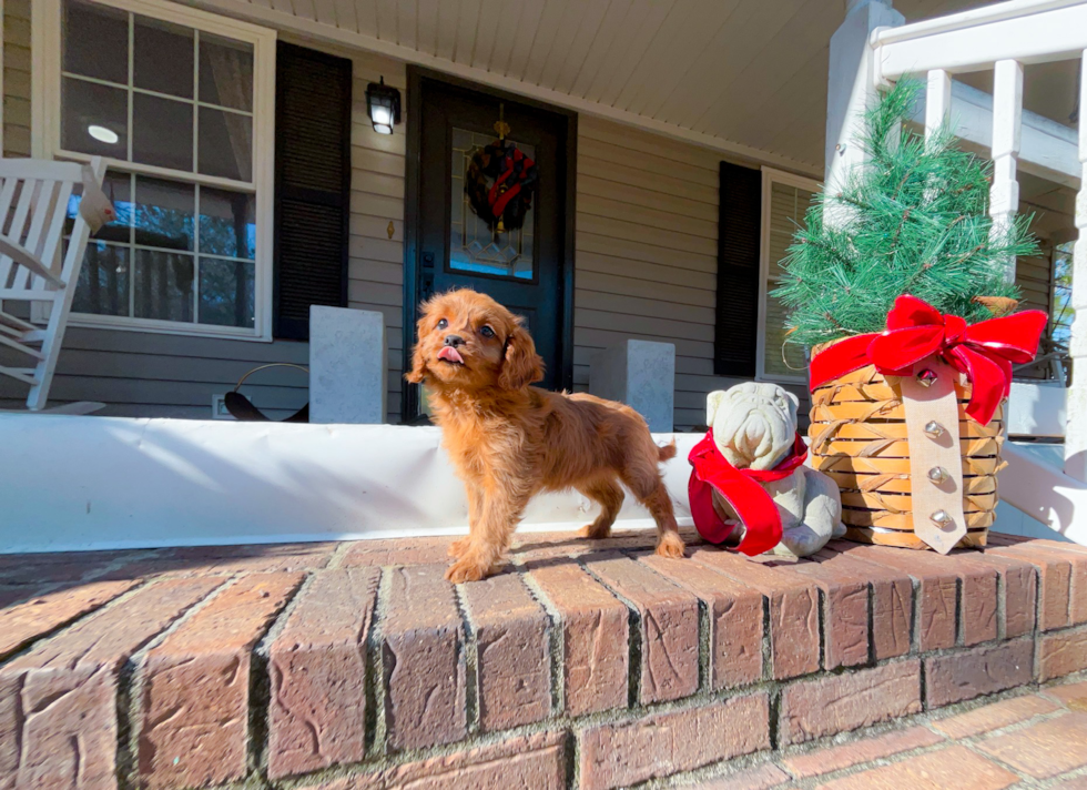 Best Cavapoo Baby