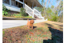 Cute Cavapoo Poodle Mix Pup