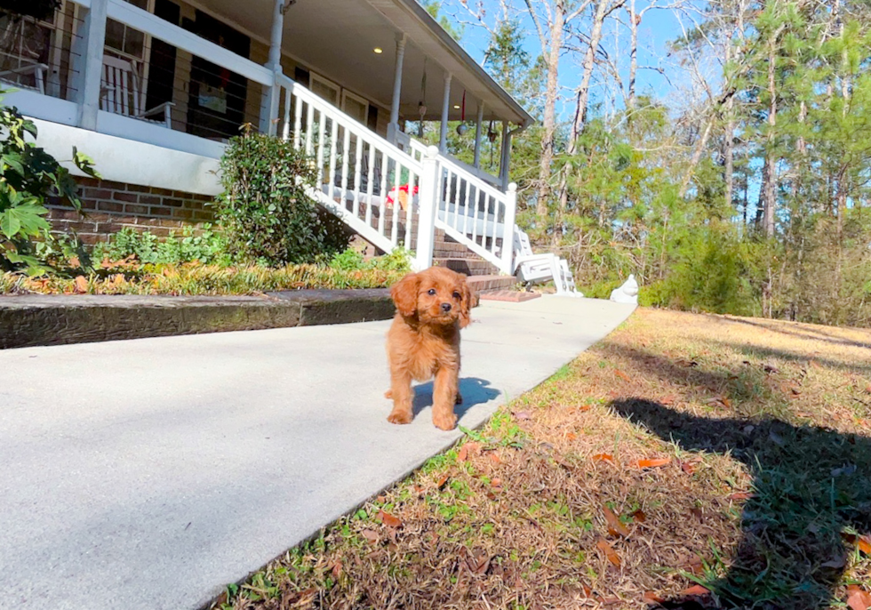 Best Cavapoo Baby