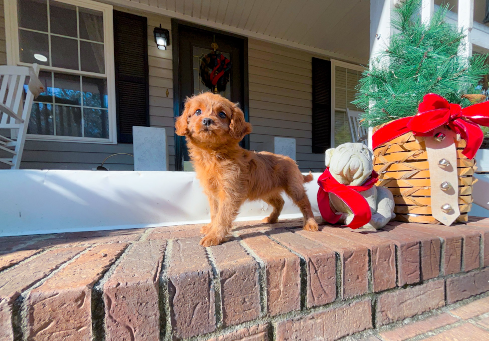 Best Cavapoo Baby