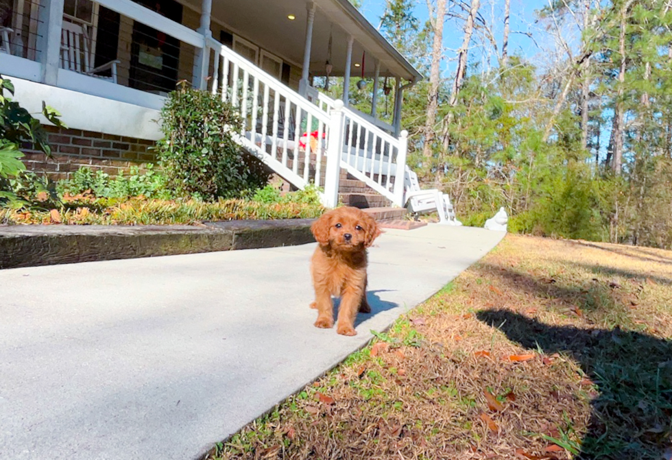 Cavapoo Puppy for Adoption