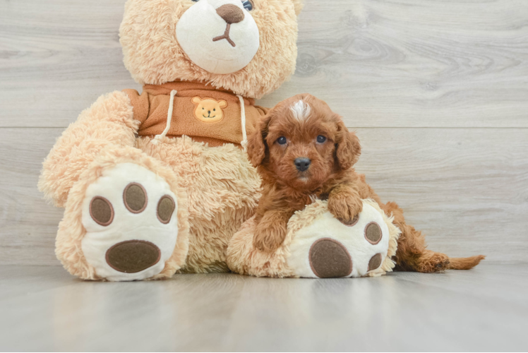 Sweet Cavapoo Baby