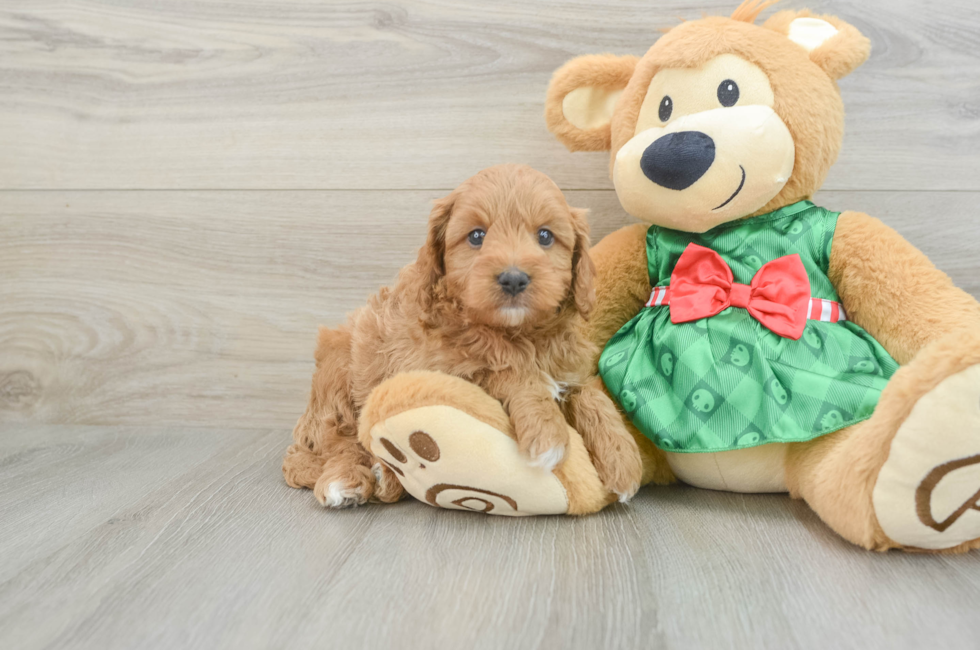 6 week old Cavapoo Puppy For Sale - Simply Southern Pups