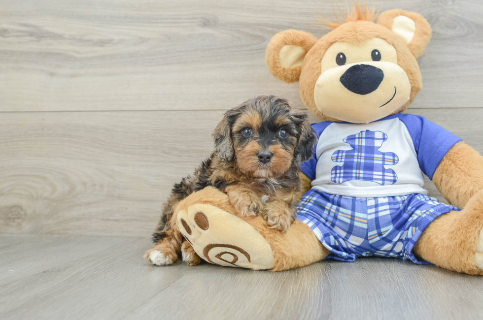 5 week old Cavapoo Puppy For Sale - Simply Southern Pups